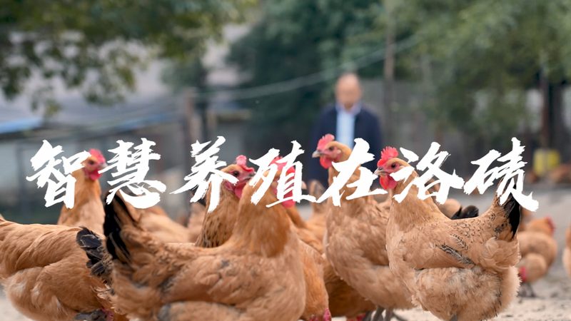 磷酸化抗体Western blot检测：揭秘蛋白质磷酸化研究的关键技术**